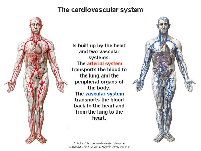 Sistema cardiovascolare